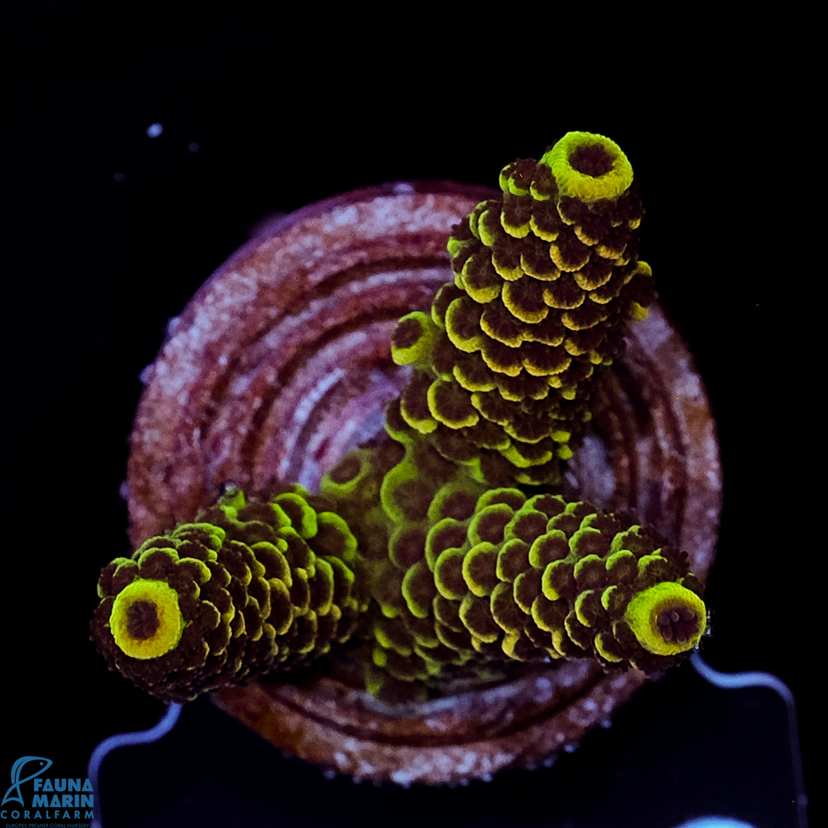 FMC Acropora spathulata Green