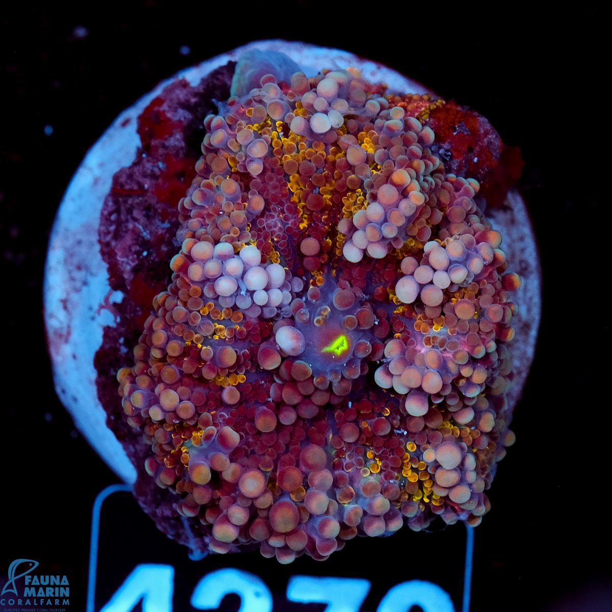 FMC Ricordea yuma Golden Bubbles