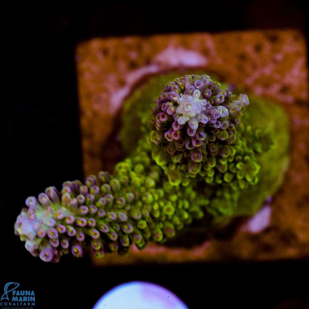 FMC Acropora abrotanoides Red Green