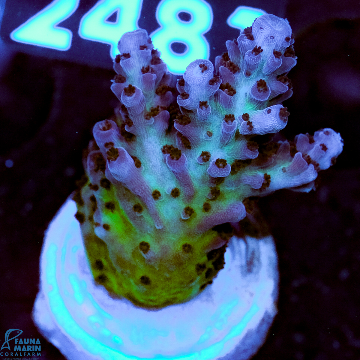 FMC Acropora Blue Tips