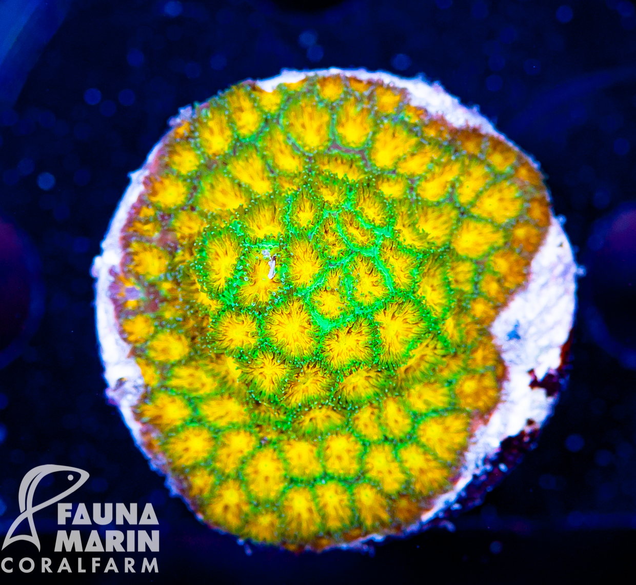 FMC Leptastrea Polkaroo V