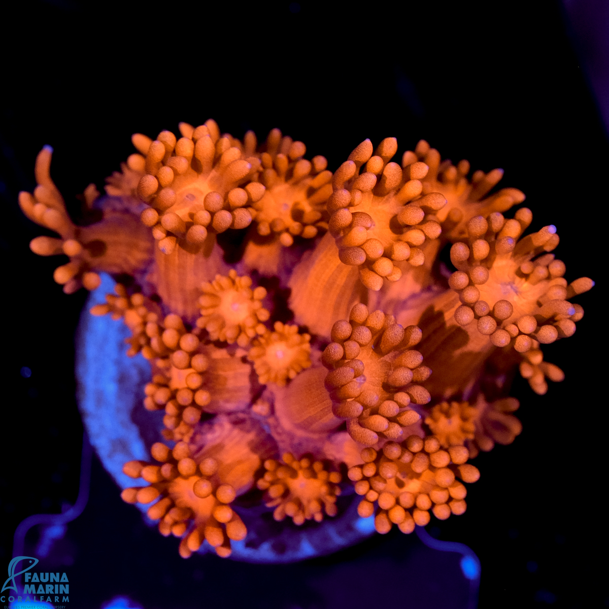 FMC Goniopora Frosted Red V