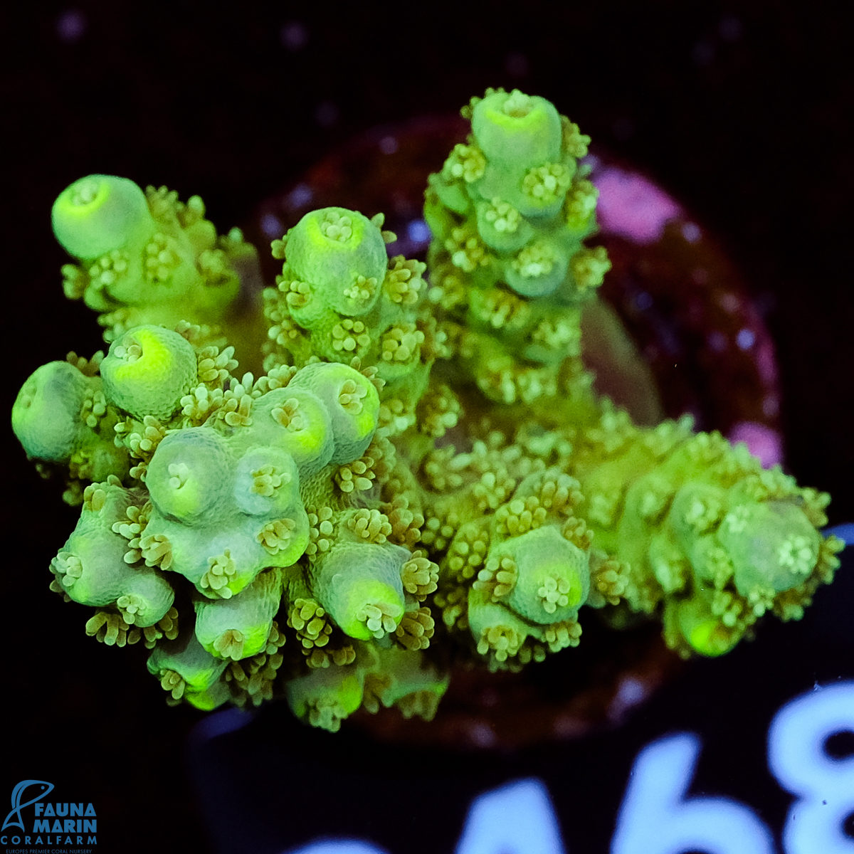 FMC Acropora Aussi Frag