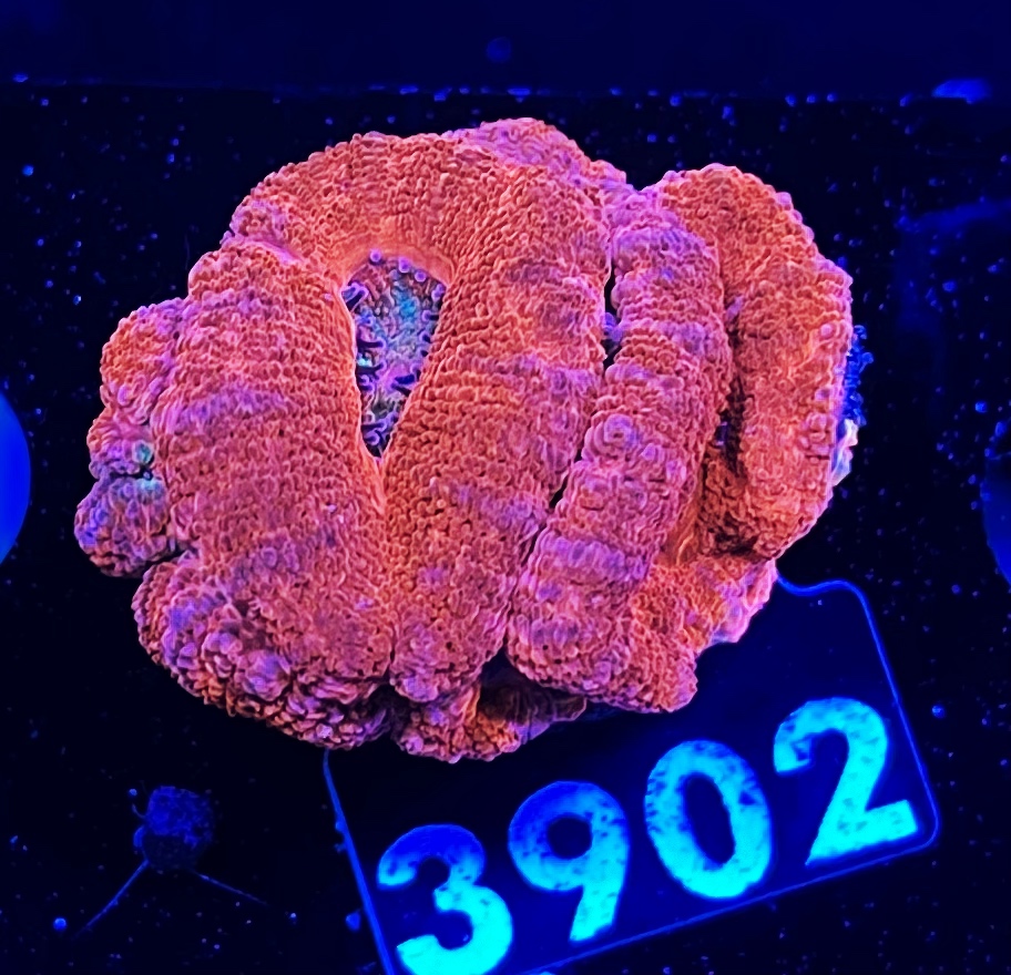 FMC Micromussa lordhowensis Red