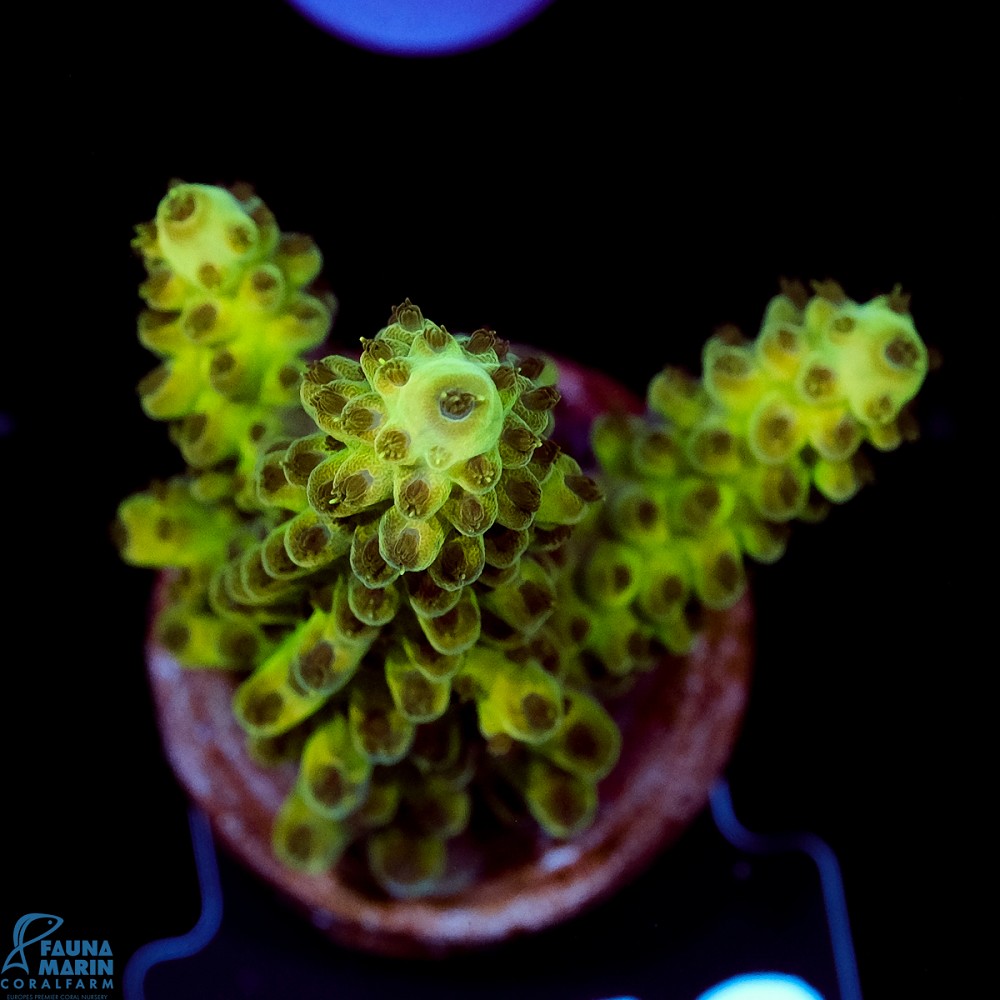 FMC Acropora insignis