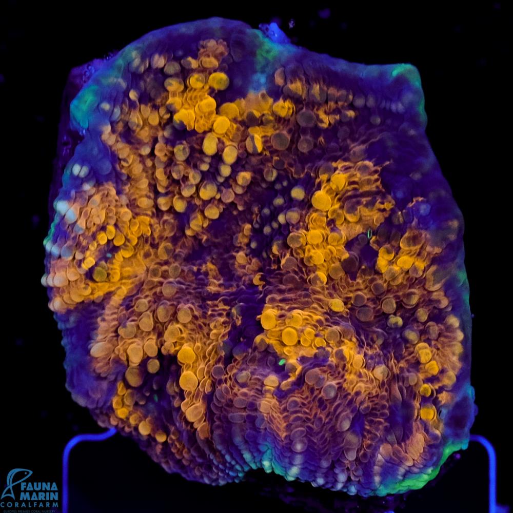 FMC Acanthastrea echinata Orange shine