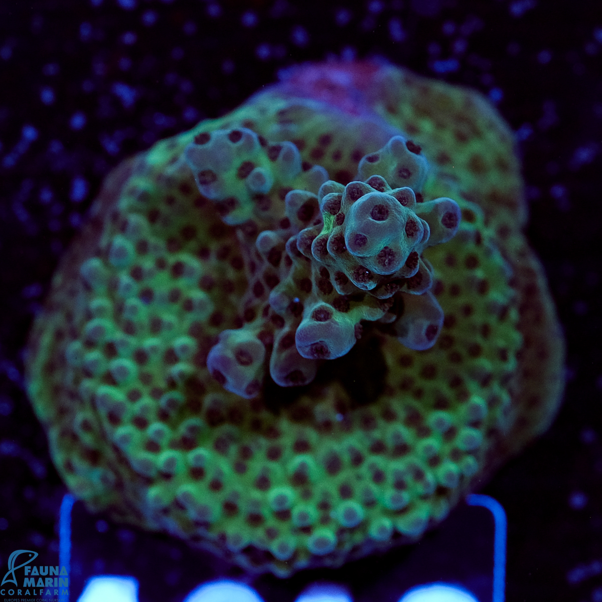 FMC Acropora Blueberry Bush