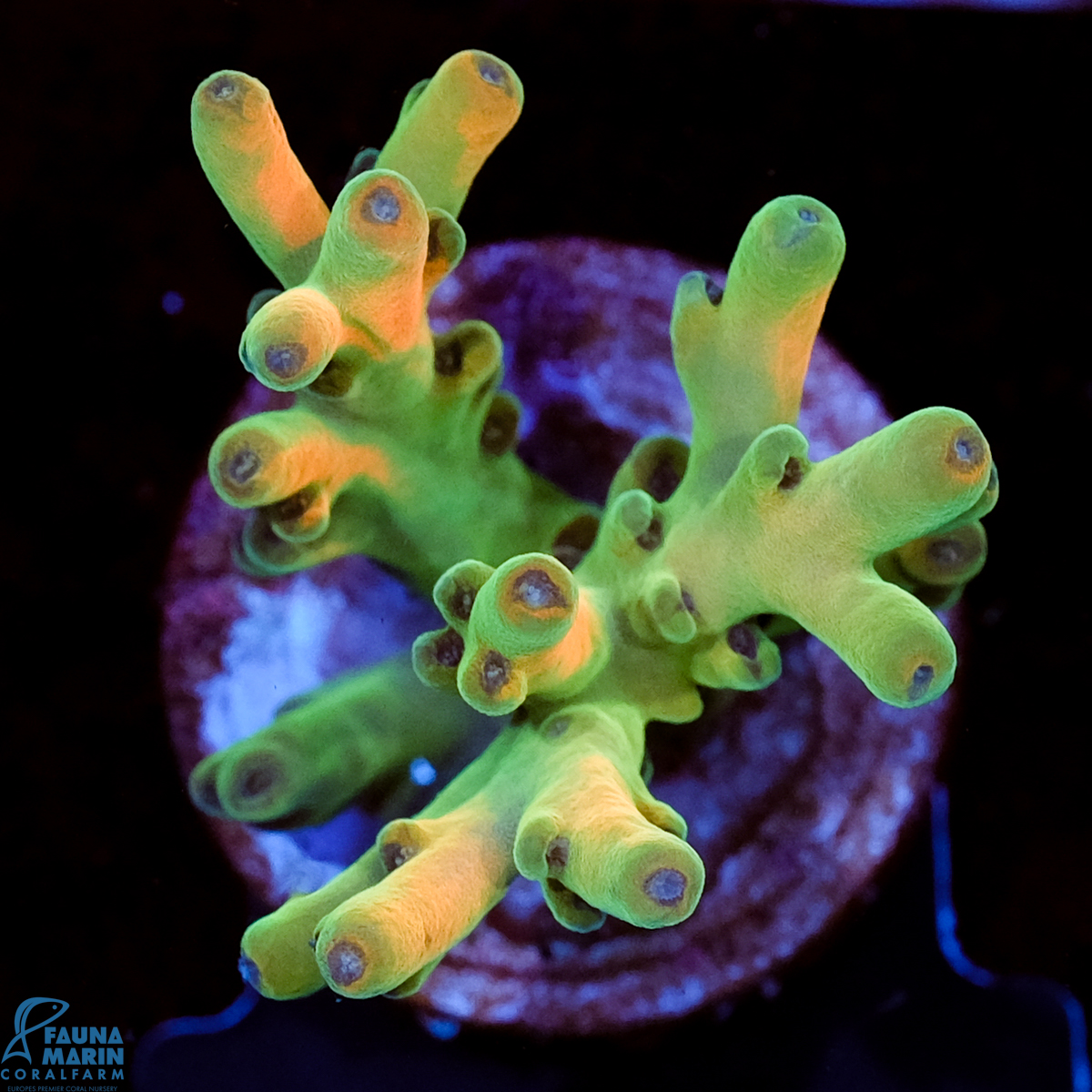 FMC Acropora Jaw Dropper