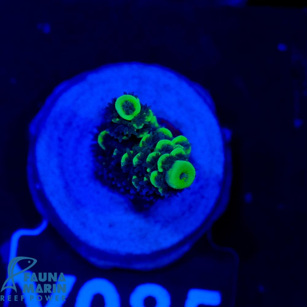 FMC Acropora tenuis Lemon Tree V