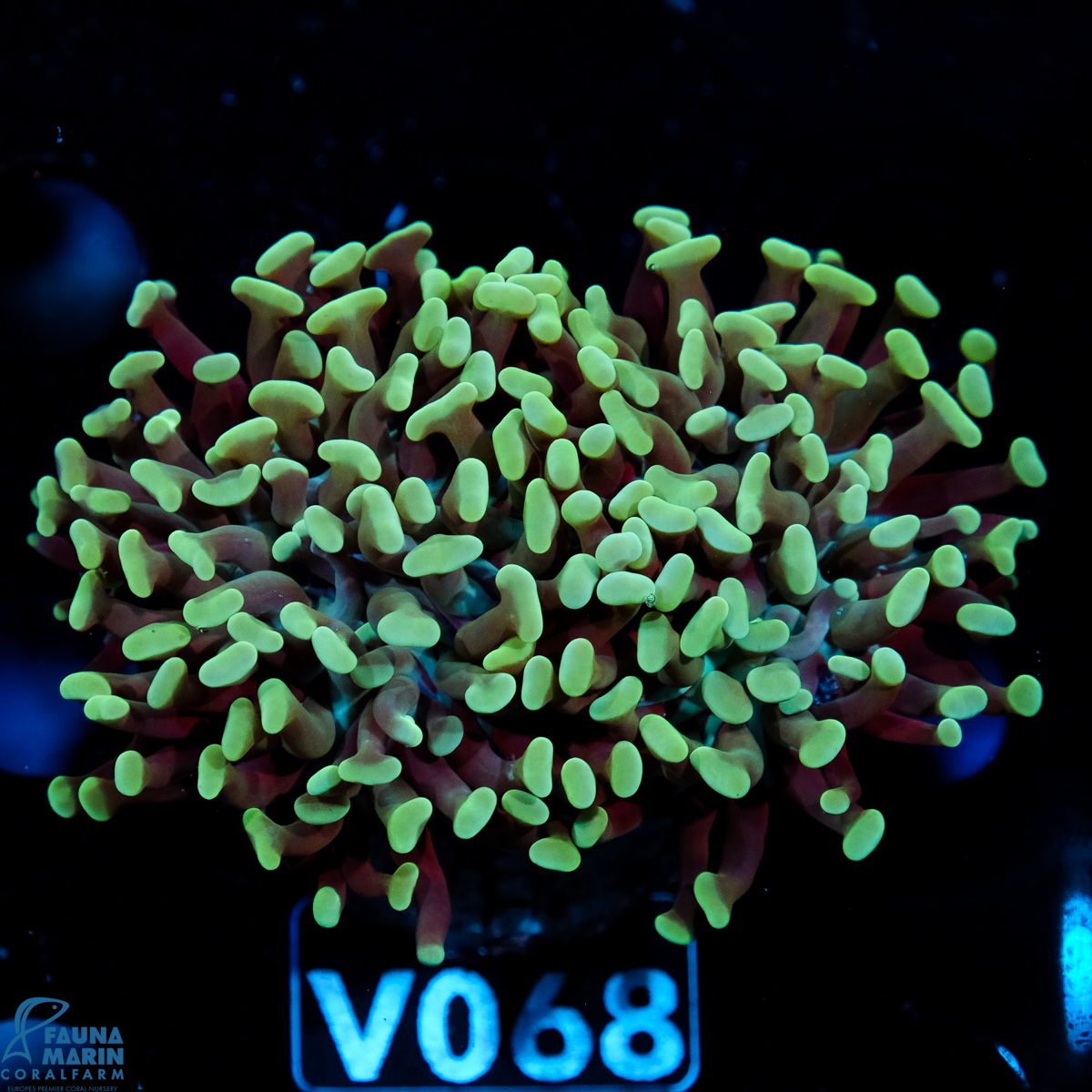 FMC Euphyllia paraancora Green 1-2 Polypen V