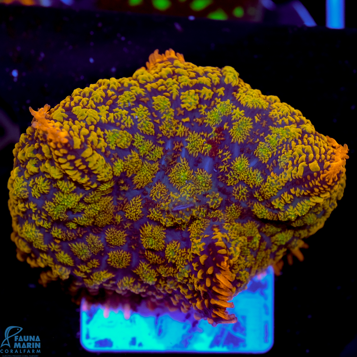 FMC Rhodactis Yellow