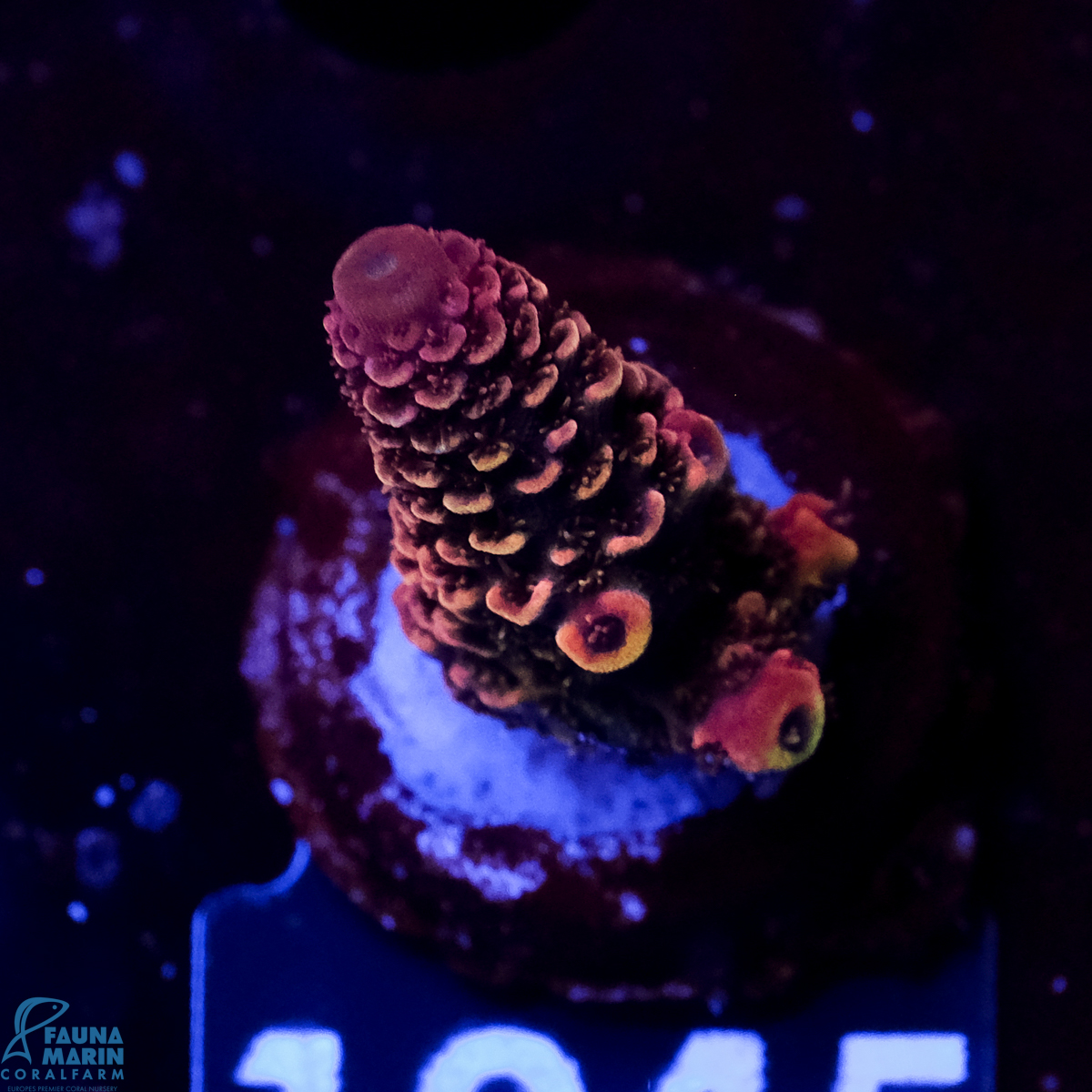 FMC Acropora spathulata Sparkle