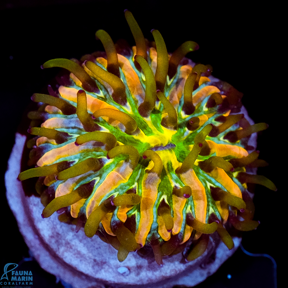 FMC Cycloseris Rainbow