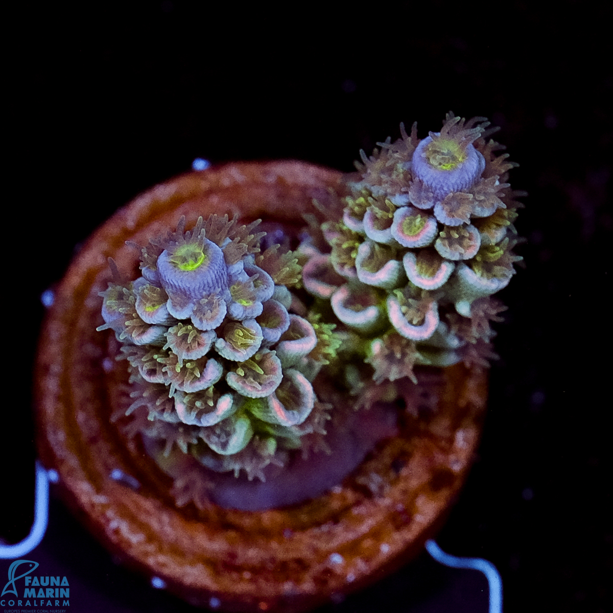 FMC Acropora tenuis Silver Pink