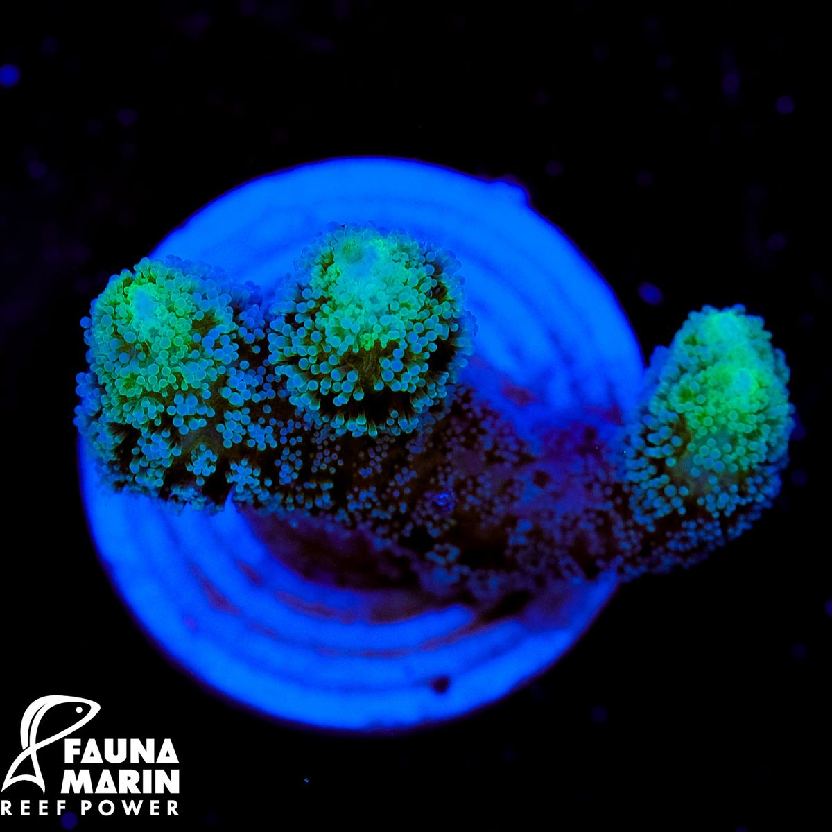 FMC Seriatopora green top S Frag V