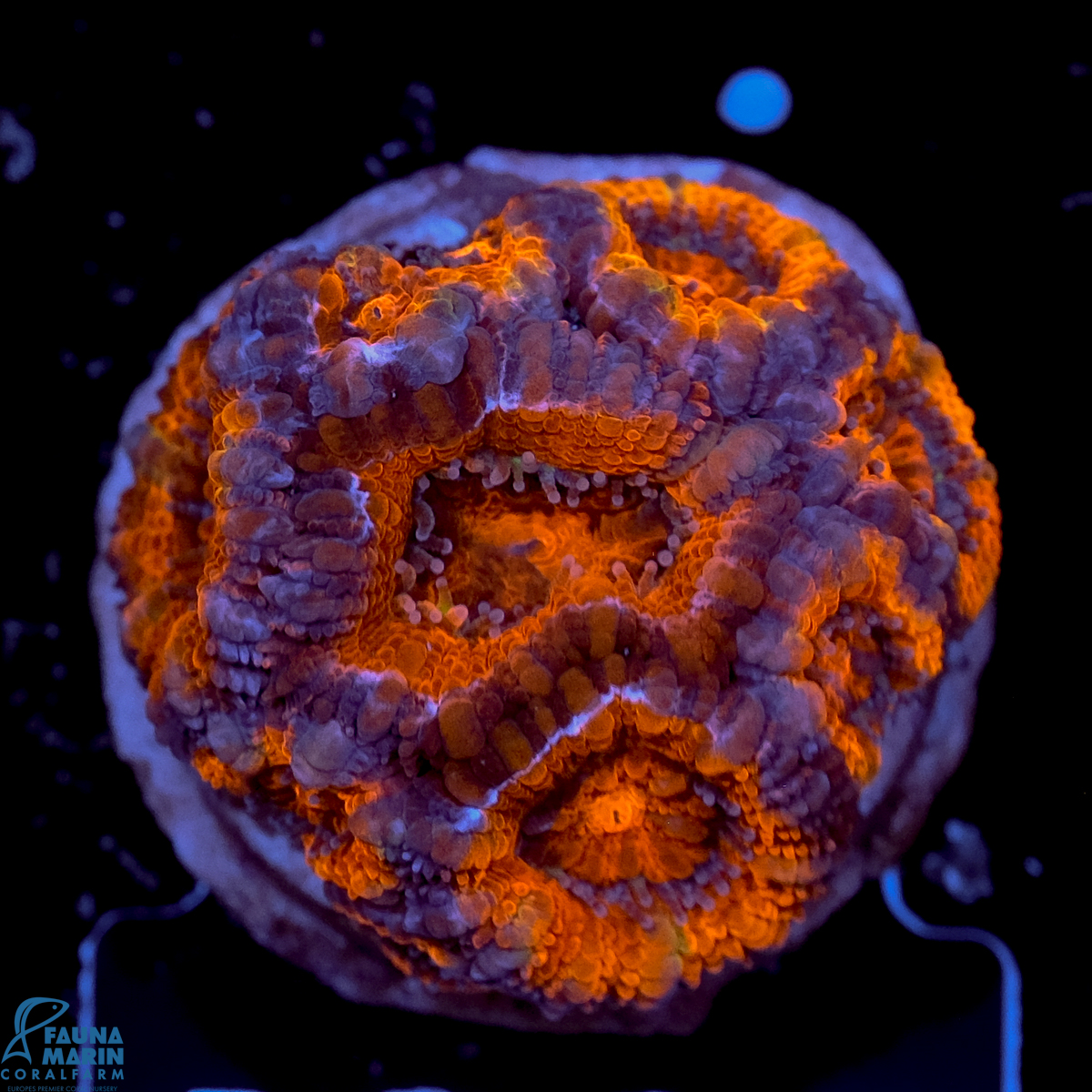 FMC Micromussa lordhowensis Orange