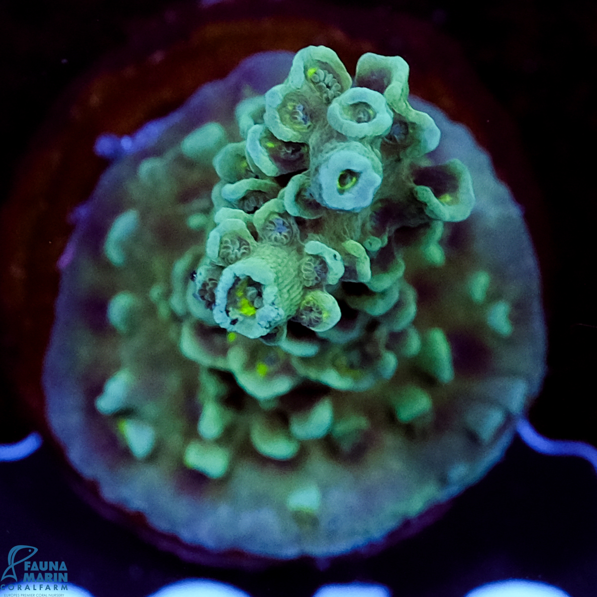 FMC Acropora tenuis Blue