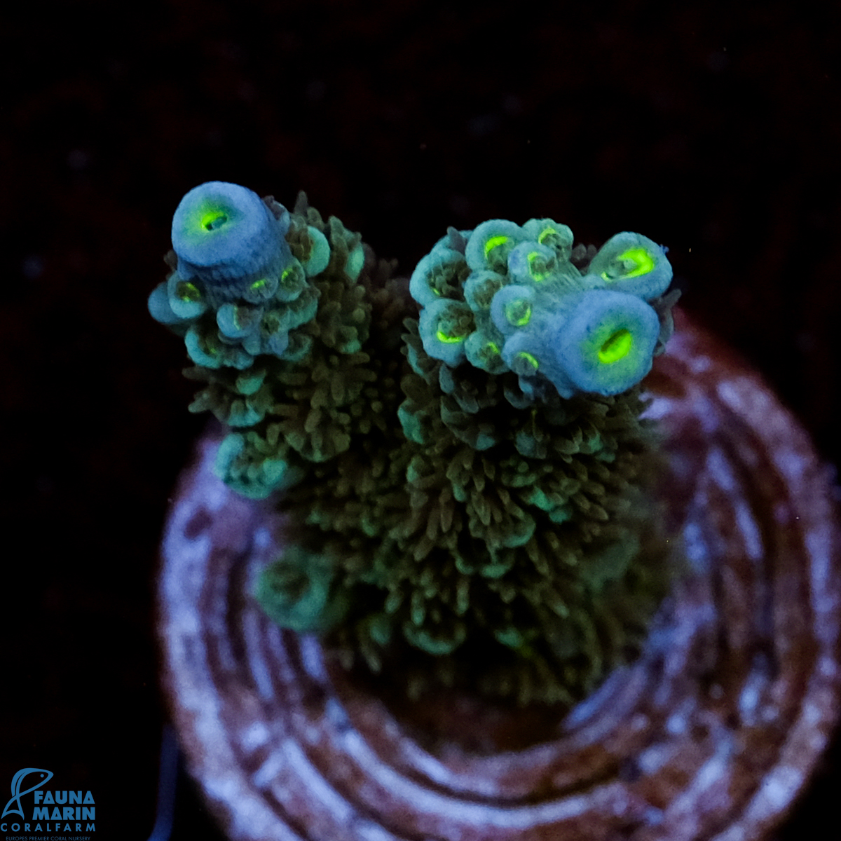 FMC Acropora tenuis Blue