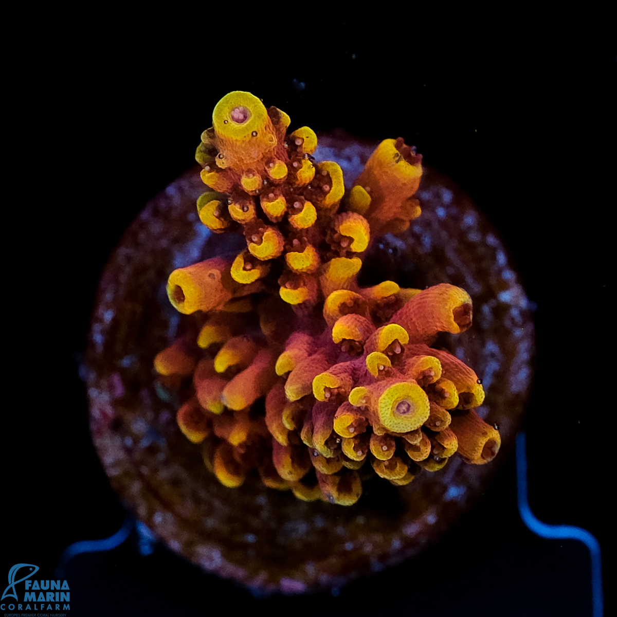 FMC Acropora Dragonsbreath