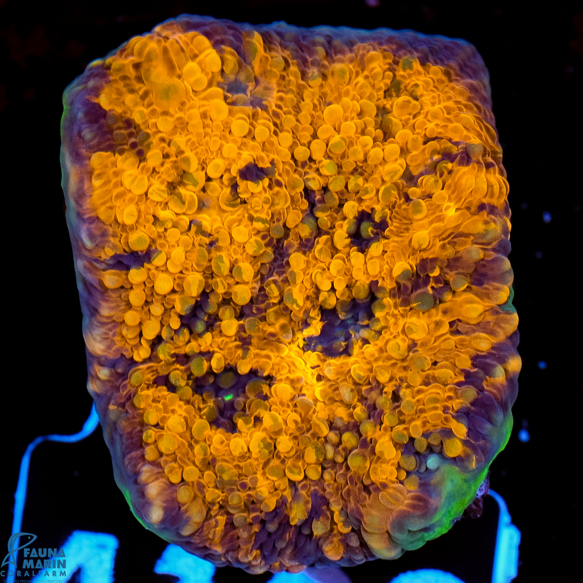 FMC Acanthastrea echinata Orange Shine