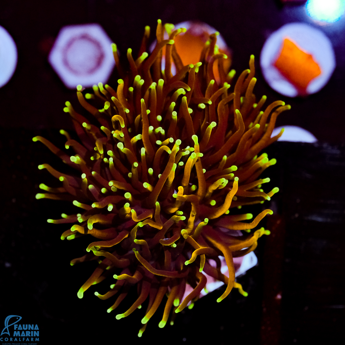 FMC Euphyllia glabrescens Dragonsoul Torch