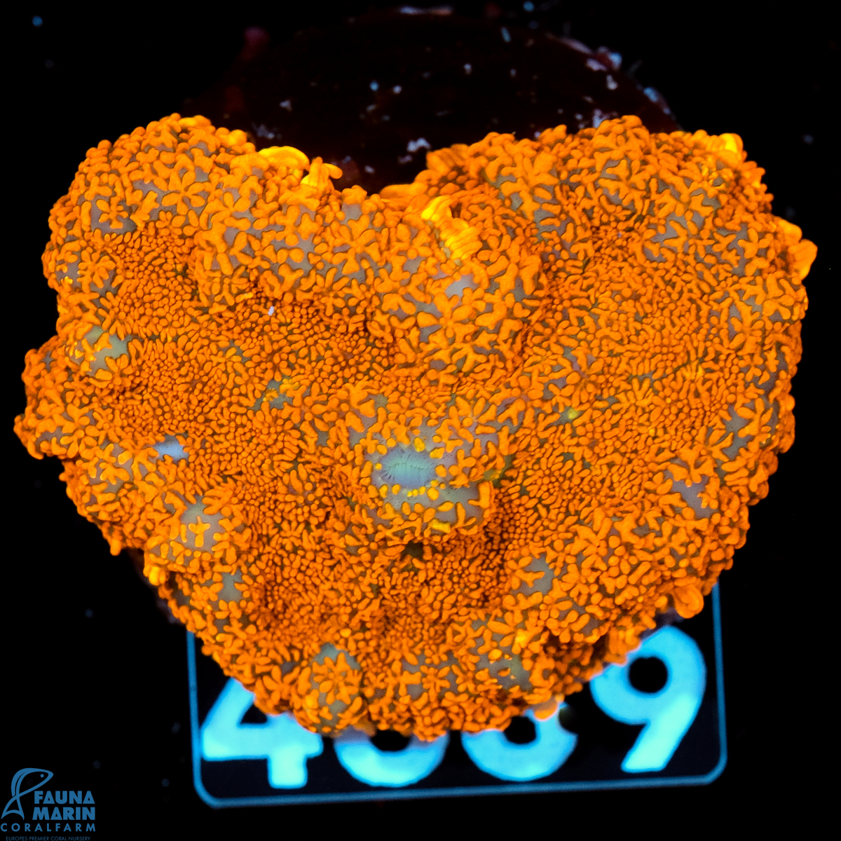 FMC Rhodactis Orange Sprinkles