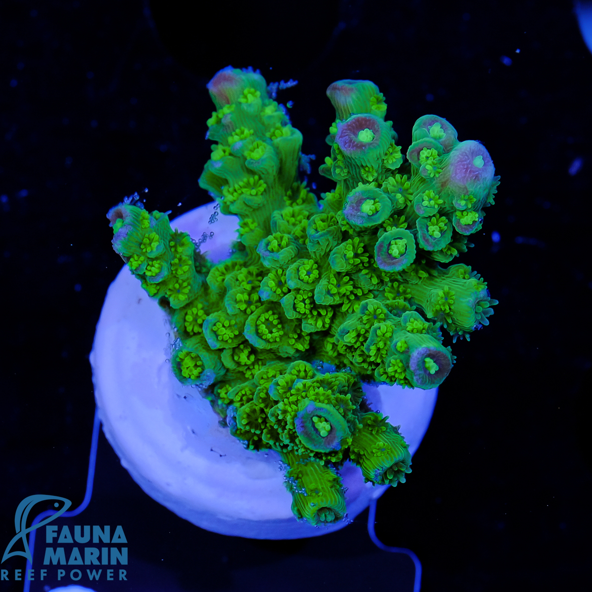 FAUNA MARIN - 100% Natural Green Seaweed - Algues Séchées