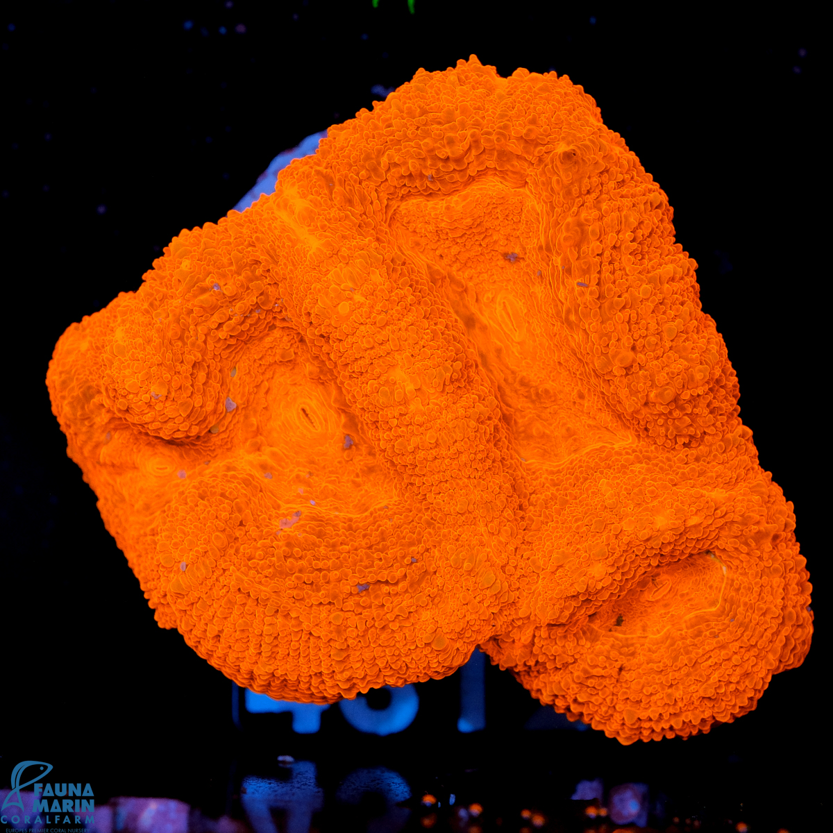 FMC Acanthastrea bowerbanki Red