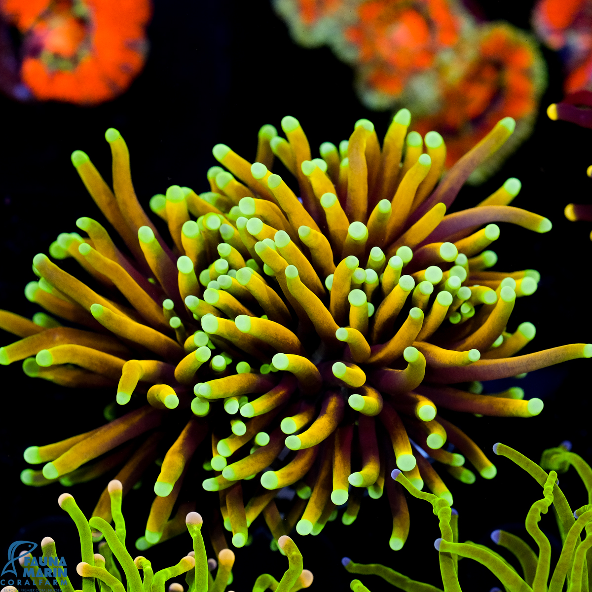 FMC Euphyllia glabrescens Hellfire