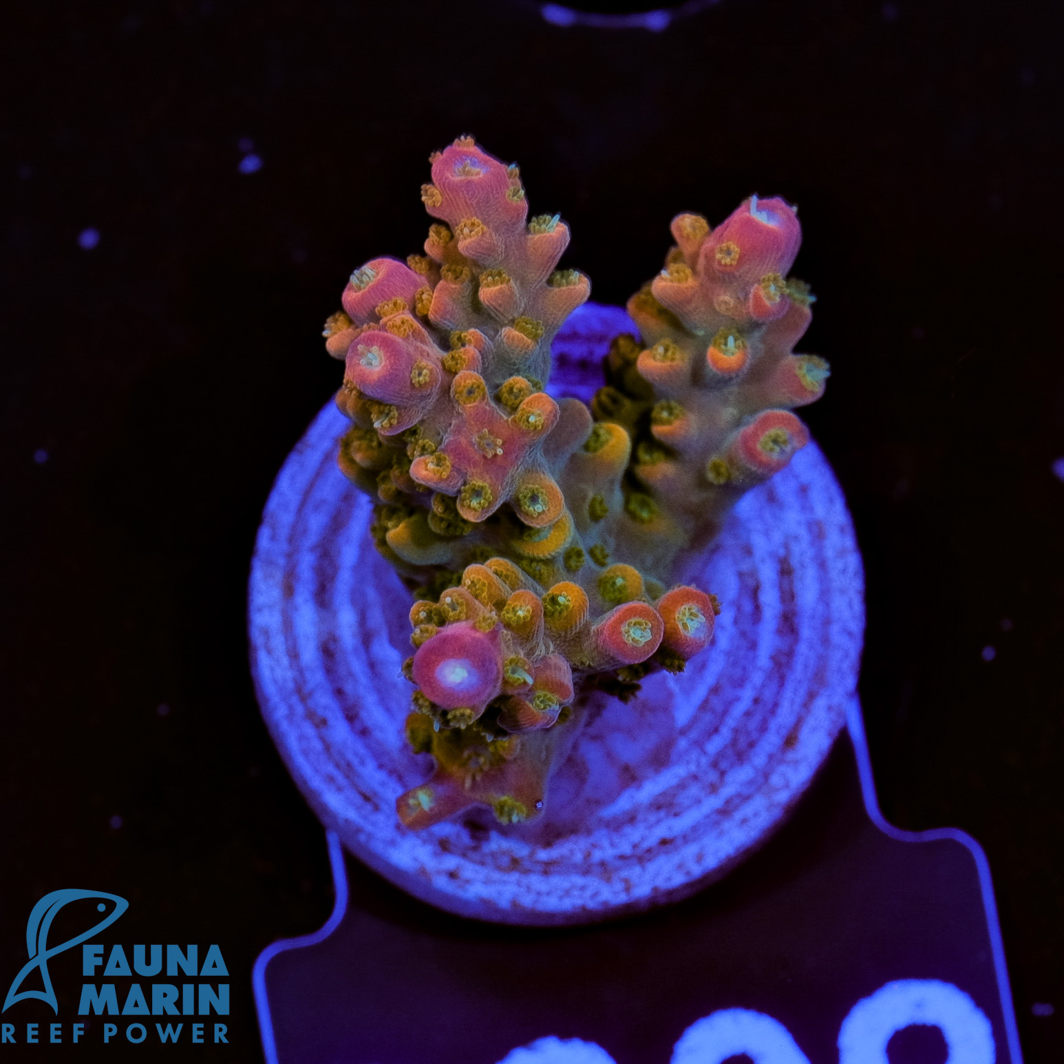 Aquacultured Marshall Island Purple & Green Acro Coral (Acropora sp.) - ORA  