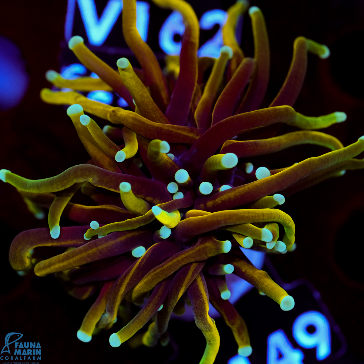 FMC Euphyllia glabrescens Golden Torch V