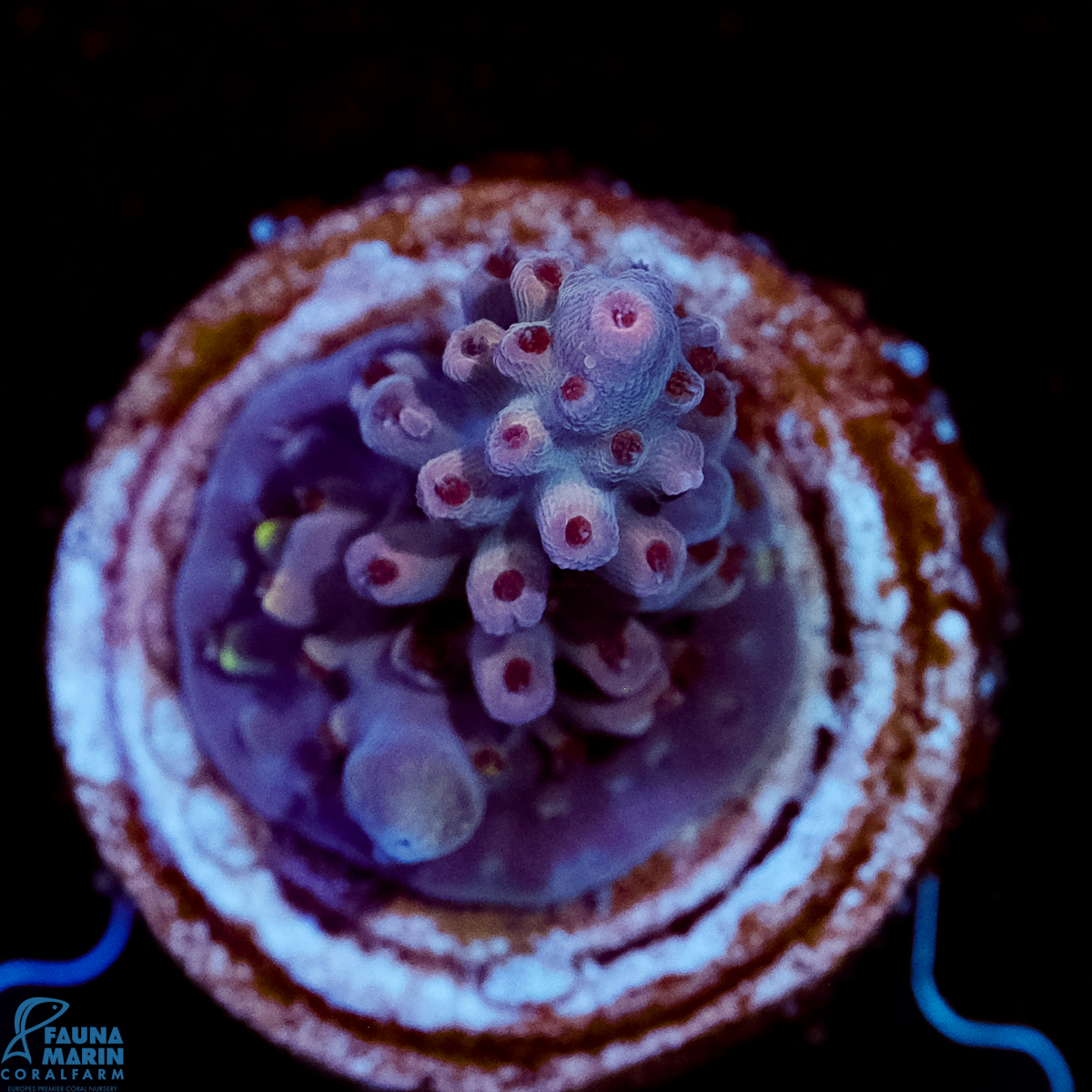 FMC Acropora Purple