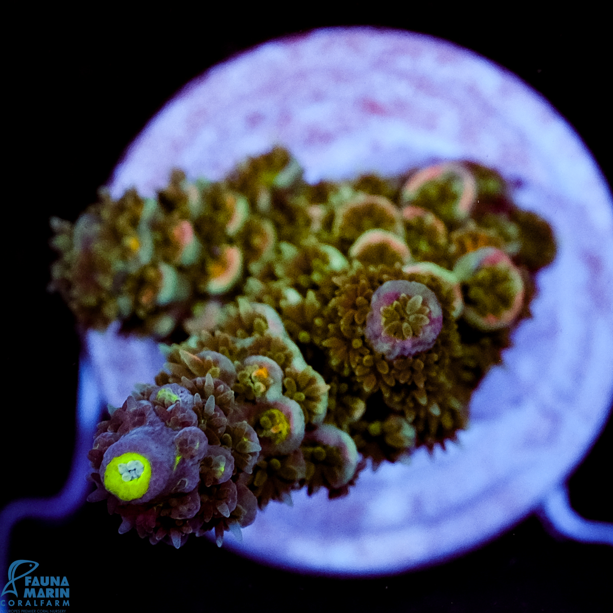 FMC Acropora tenuis Blue Pink Tips