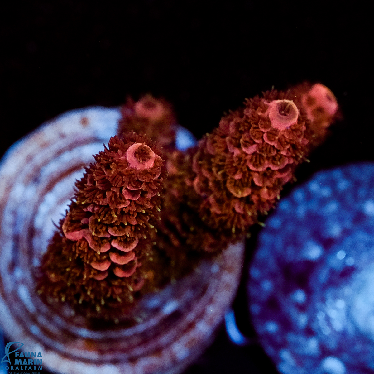 FMC Acropora millepora Red