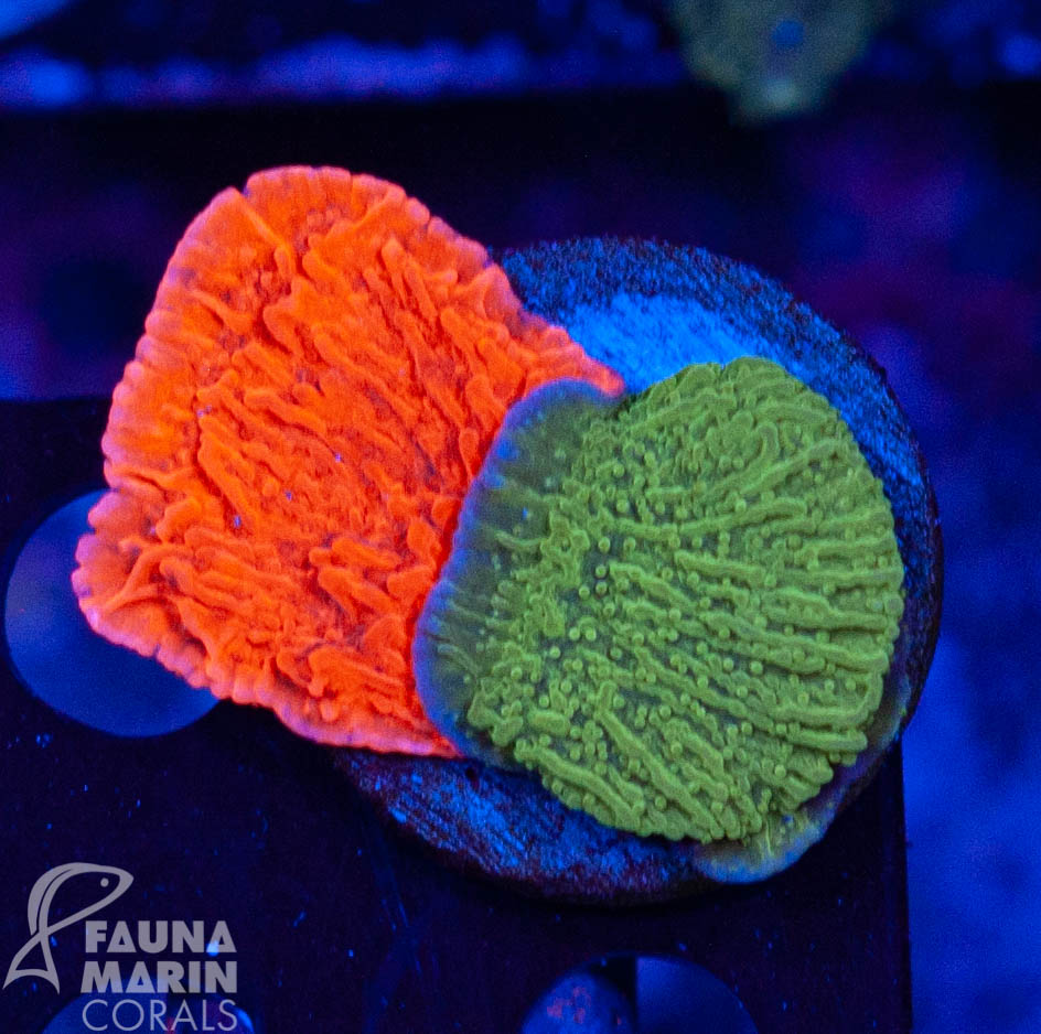 FMC Montipora red+green double V Ø ca. 5 x 5 cm