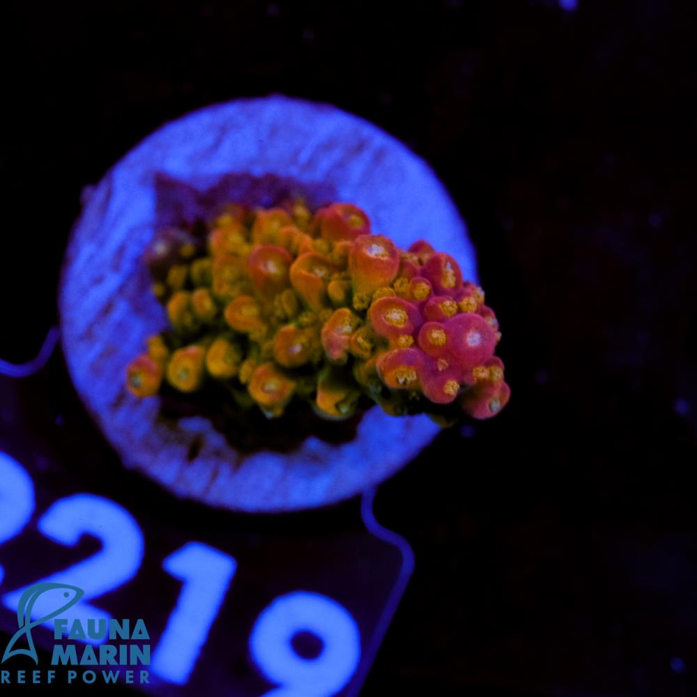 FMC Acropora divaricata Red V
