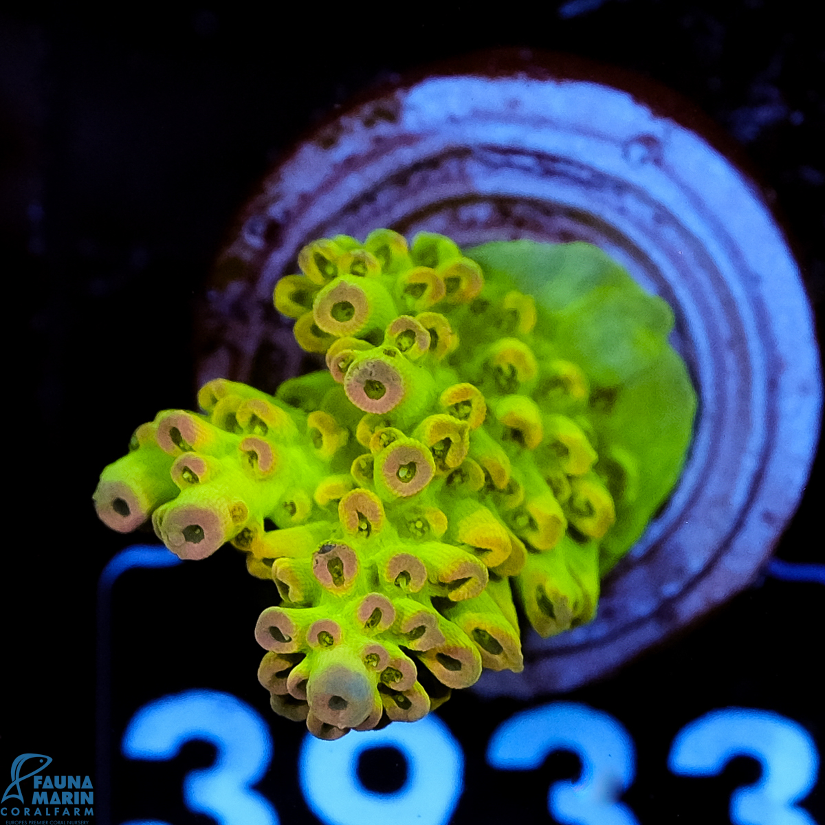 FMC Acropora Pink Tip