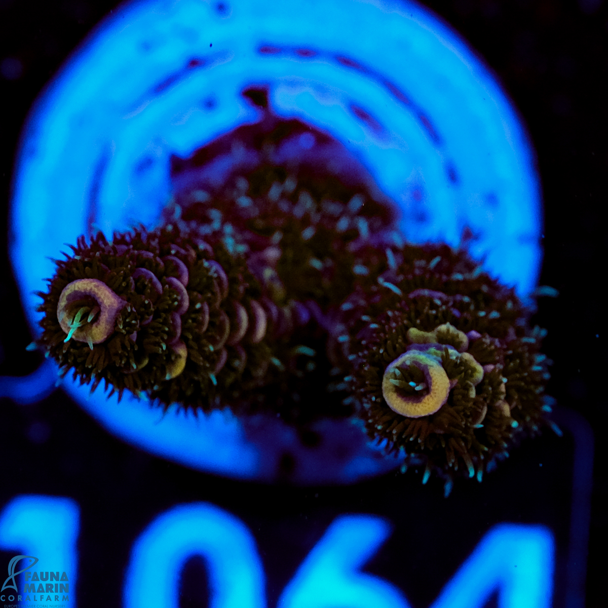 FMC Acropora millepora Purple Dragon