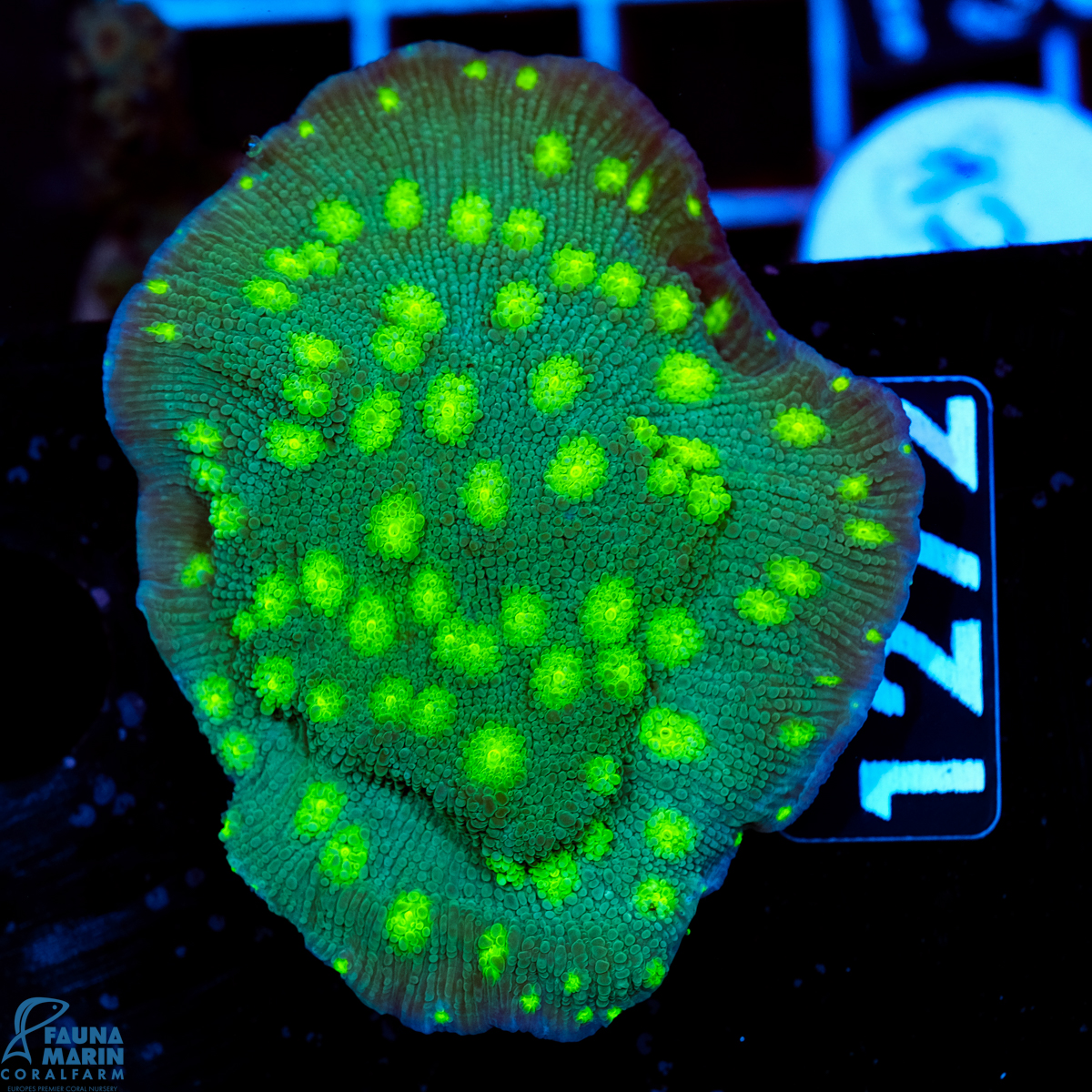 FMC Echinopora lamellosa Hollywood Stunner