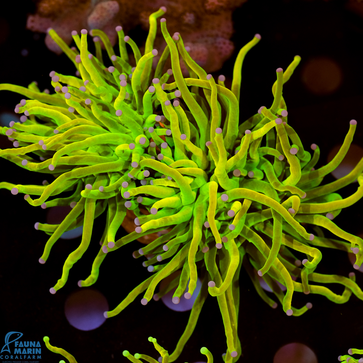 FMC Euphyllia glabrescens Holy Grail A 2 Head