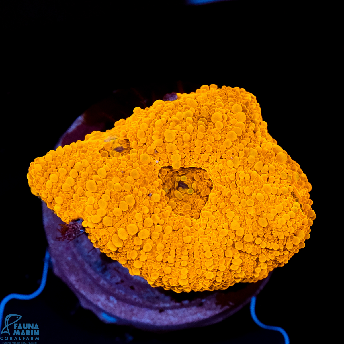 FMC Acanthastrea echinata Goldnugget