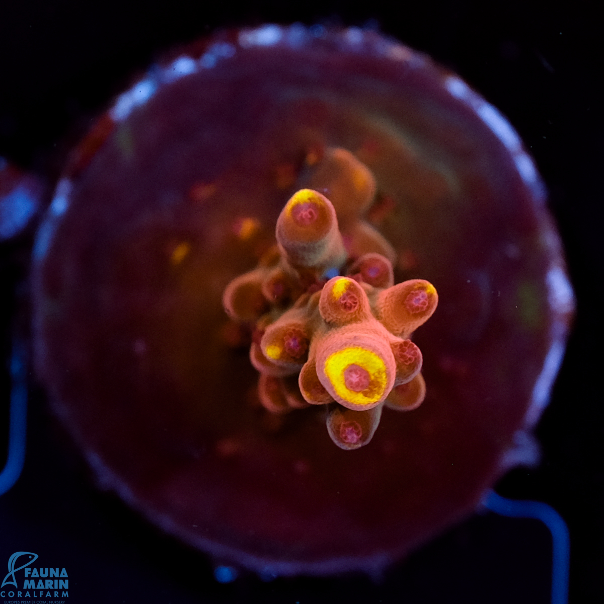 FMC Acropora J F Fox Flame