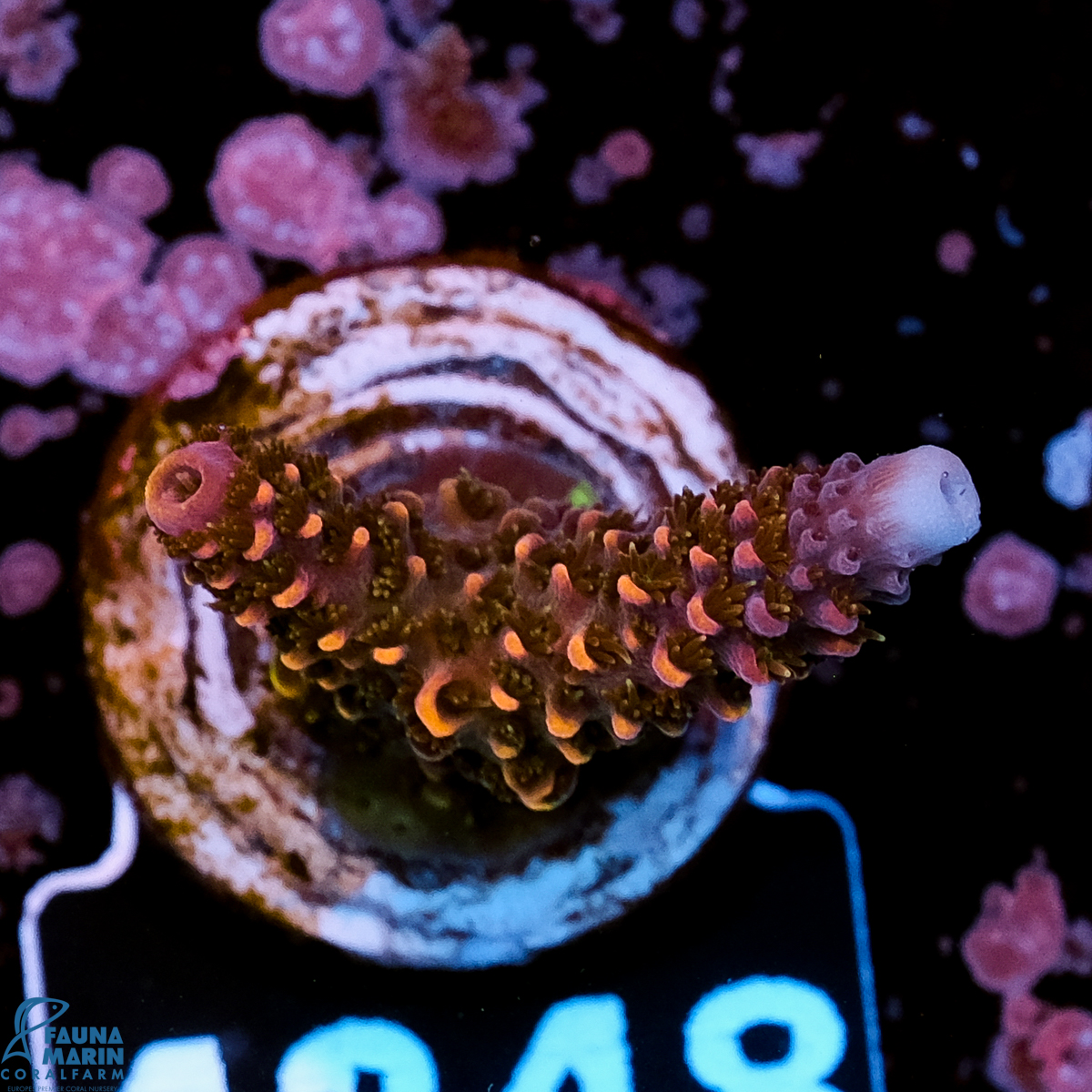 FMC Acropora spathulata Red