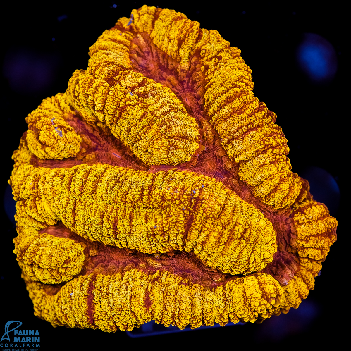 FMC Lobophyllia Golden Crown